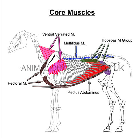 Horse's core muscles.jpg
