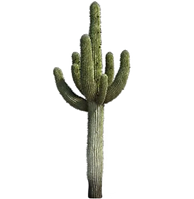 ctus.png