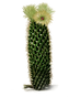 cacti2.png