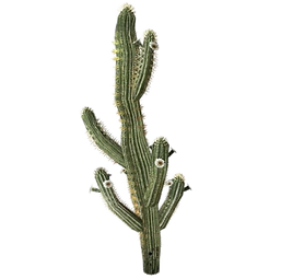 cactus.png