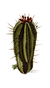cacti.png