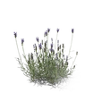 Bush.png