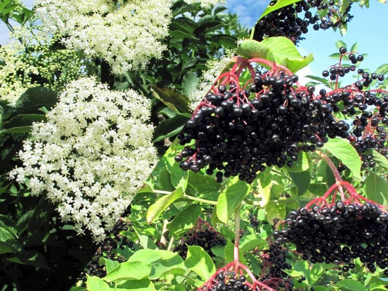 Miniature : Hydrolat de fleurs de Sureau noir