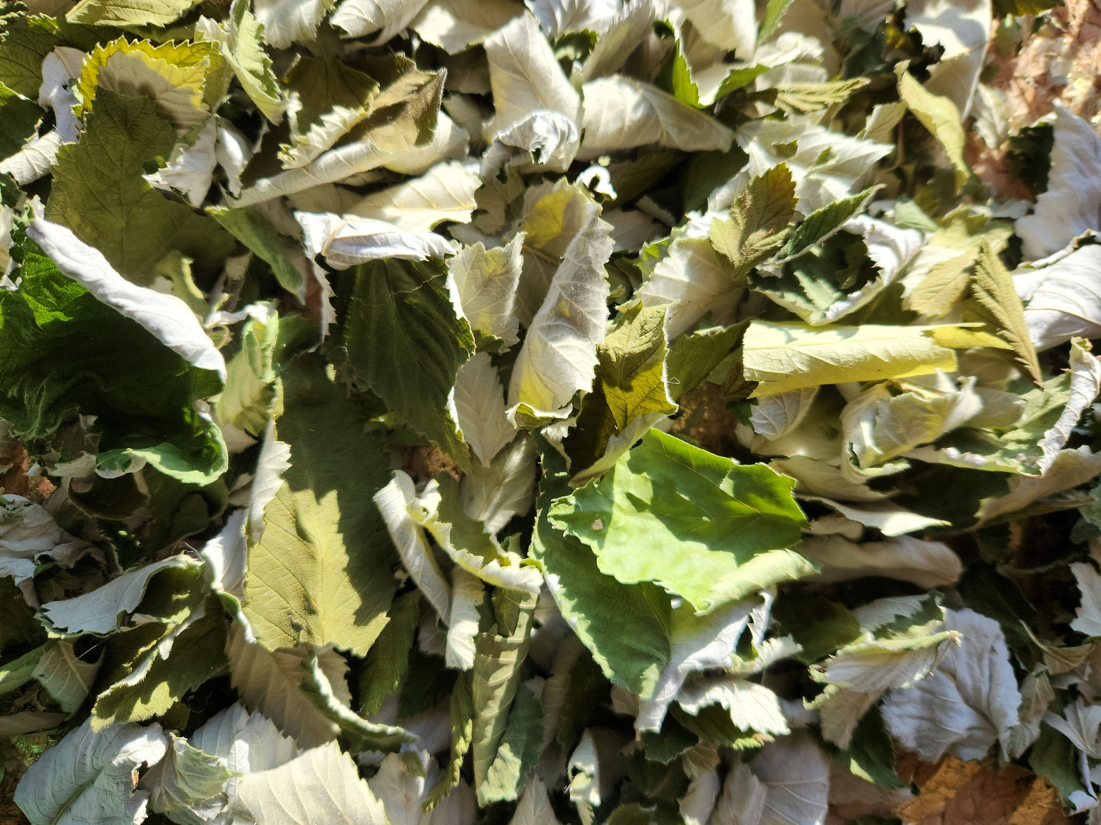 Tisane de feuilles de FRAMBOISIER