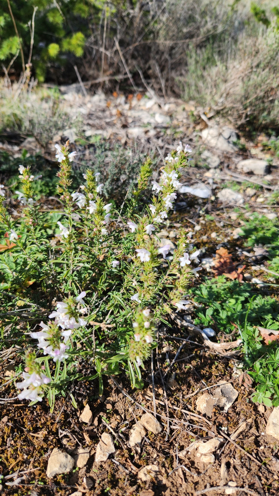 Miniature : TISANE de SARRIETTE des MONTAGNES