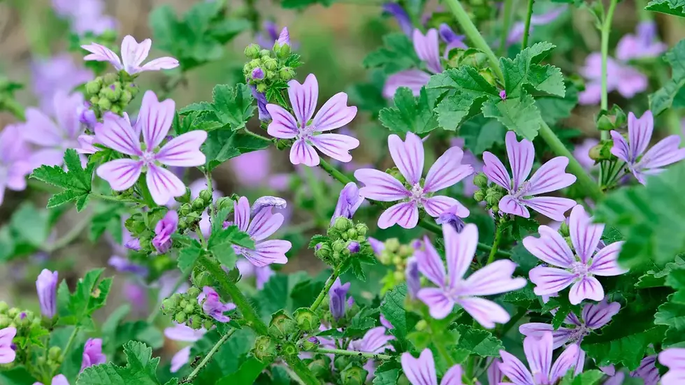 Miniature : eau florale de MAUVE SYLVESTRE