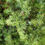 Miniature : Hydrolat de GENEVRIER COMMUN