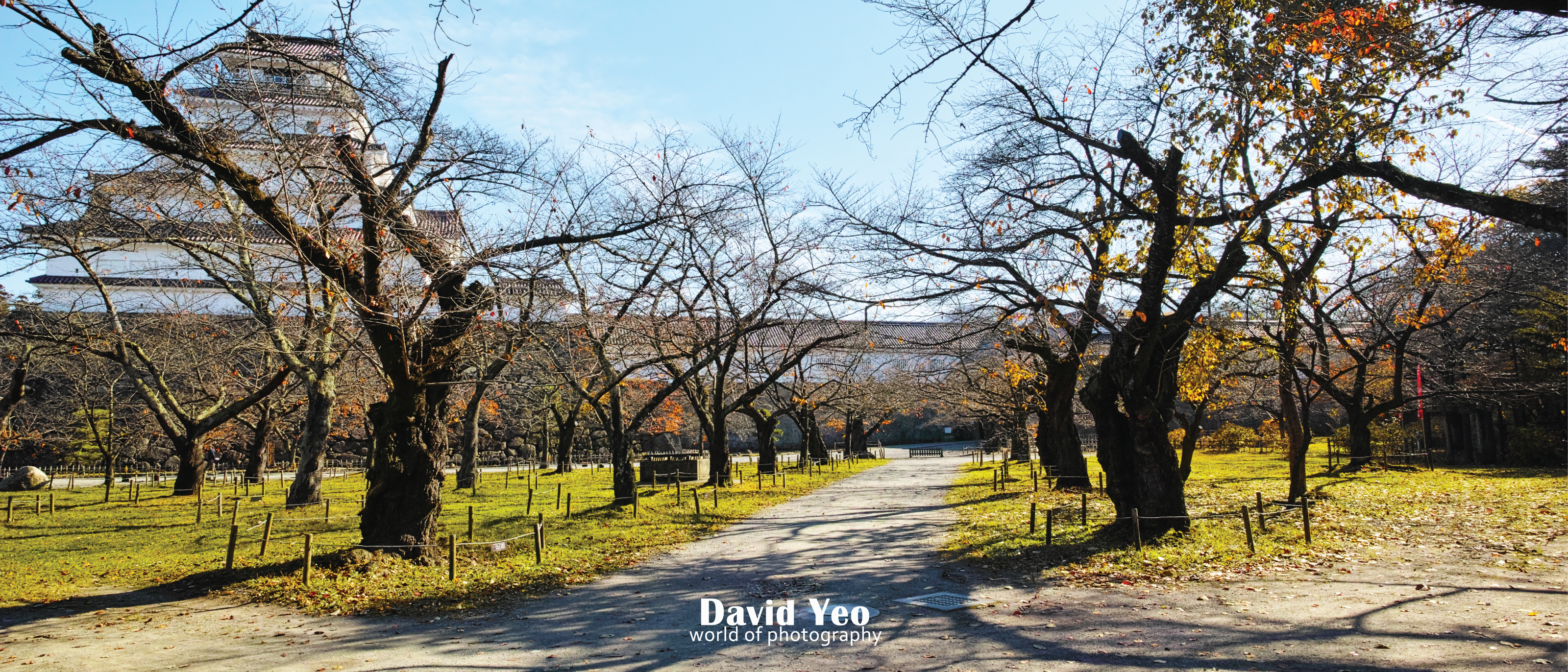 Formation of Trees Photo Gallery