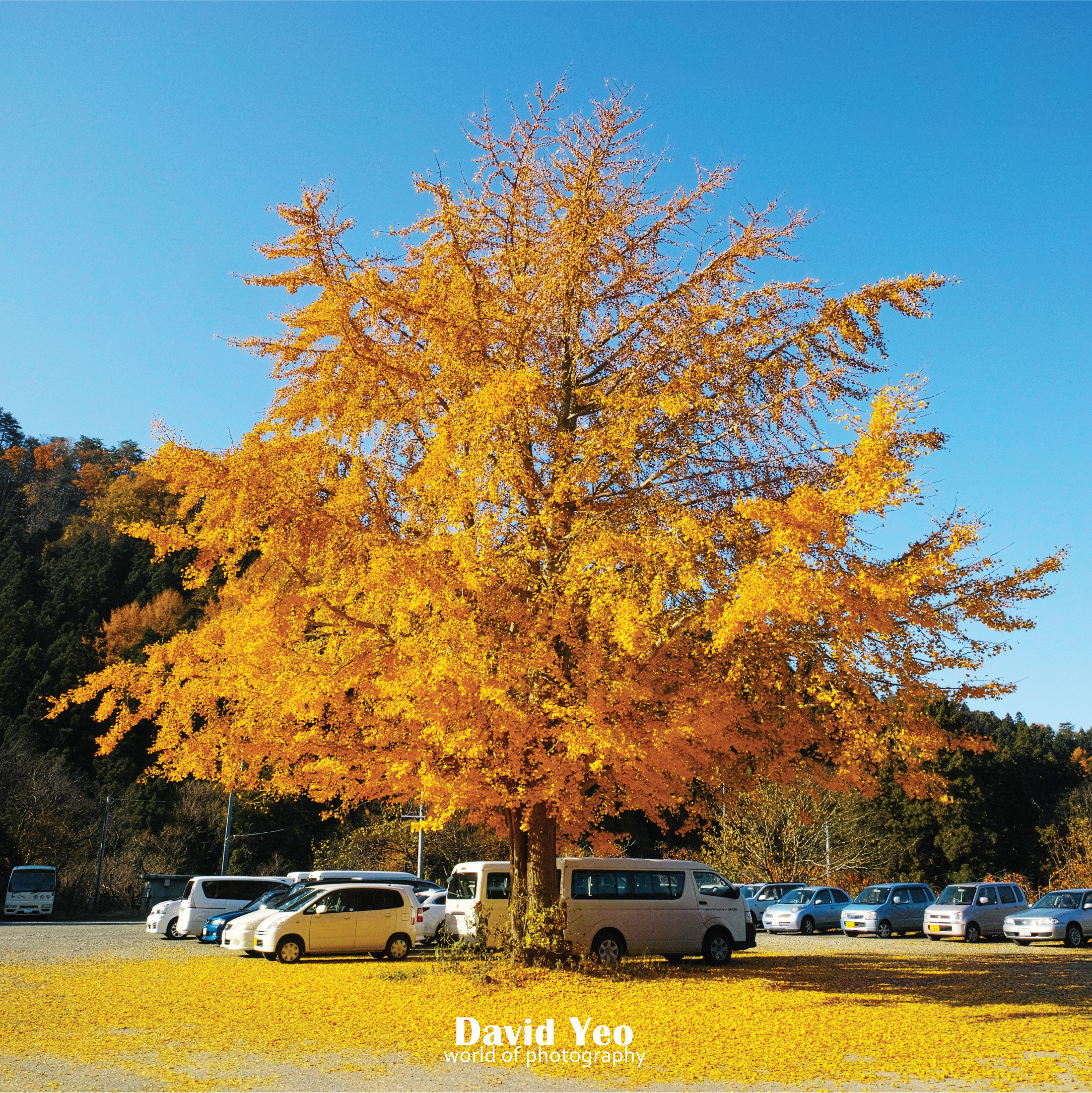 Golden Tree Photo Gallery