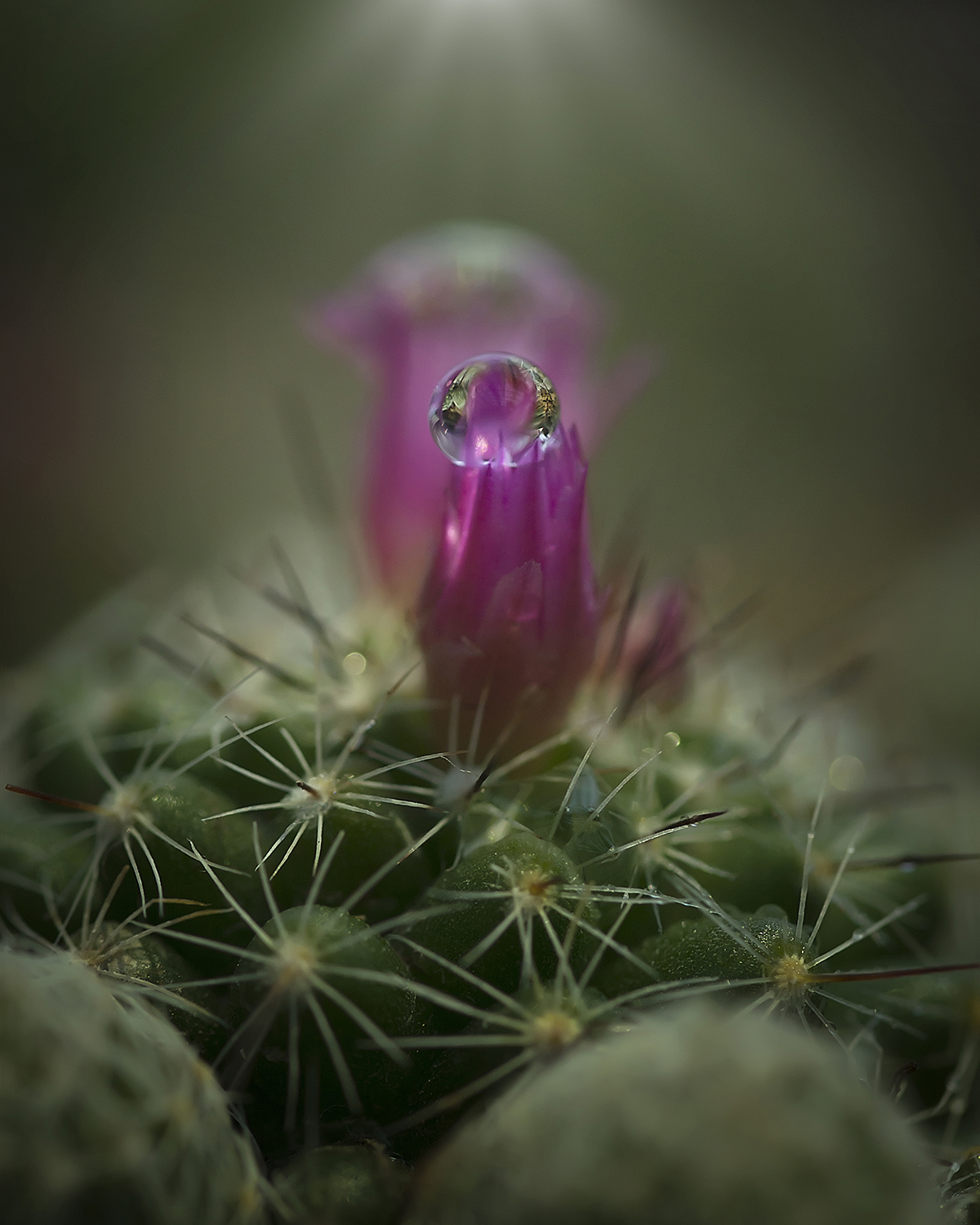 Flower In Flower