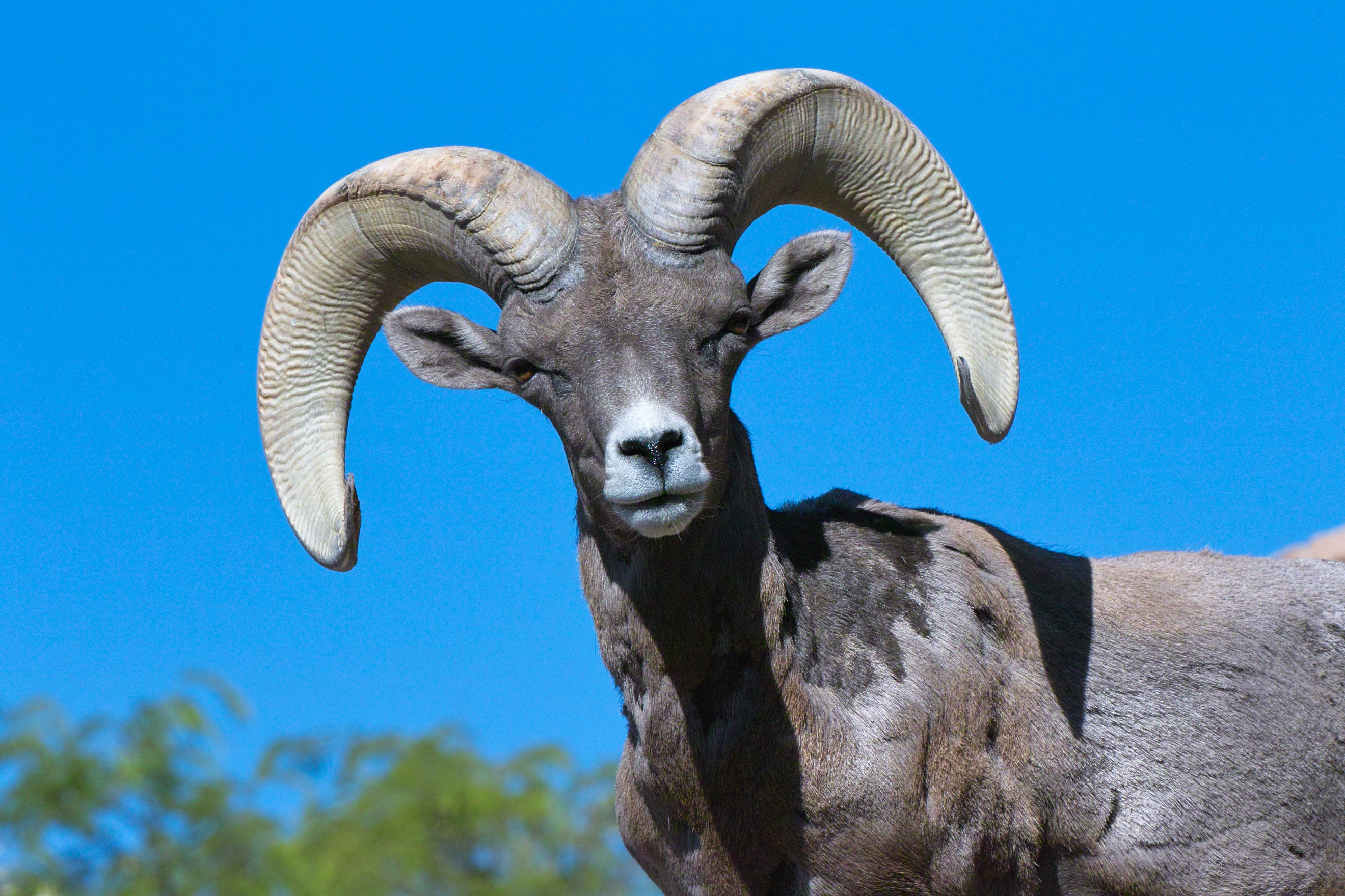 Mountain Goat