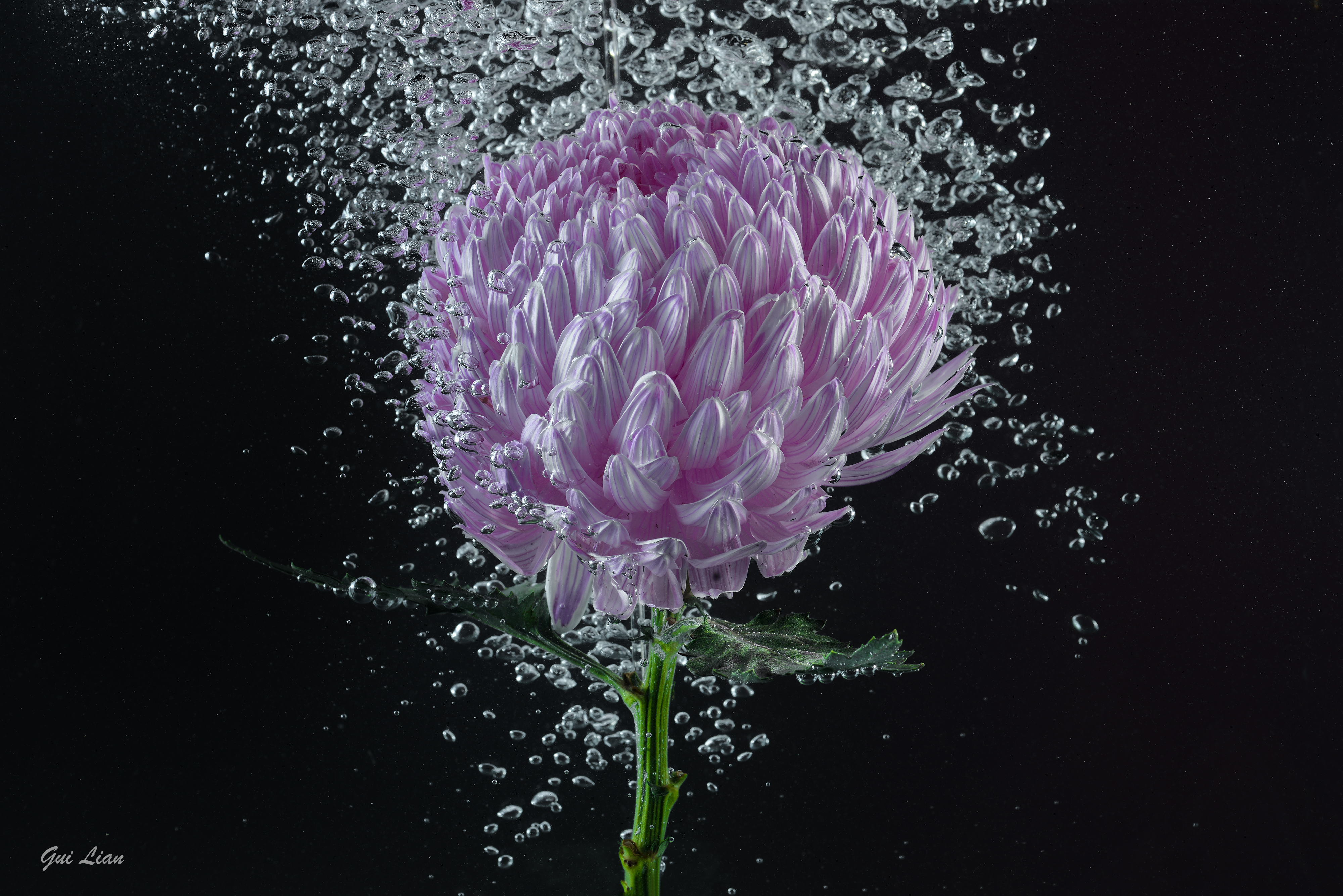 Purple Flower In The Water