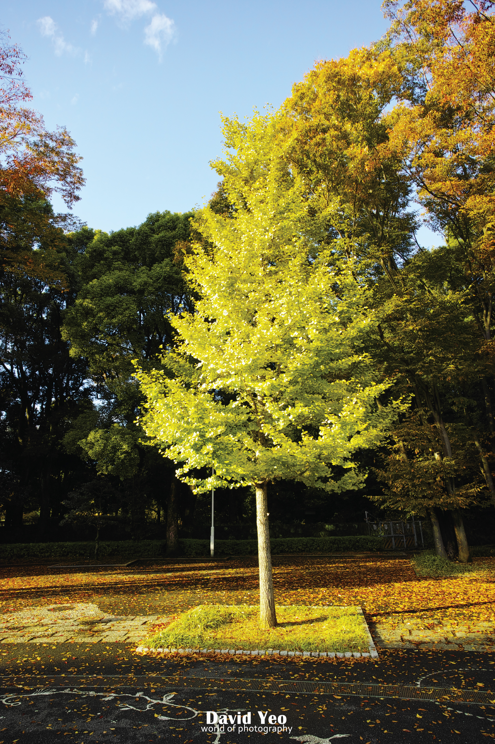 Lovely Tree Photo Gallery