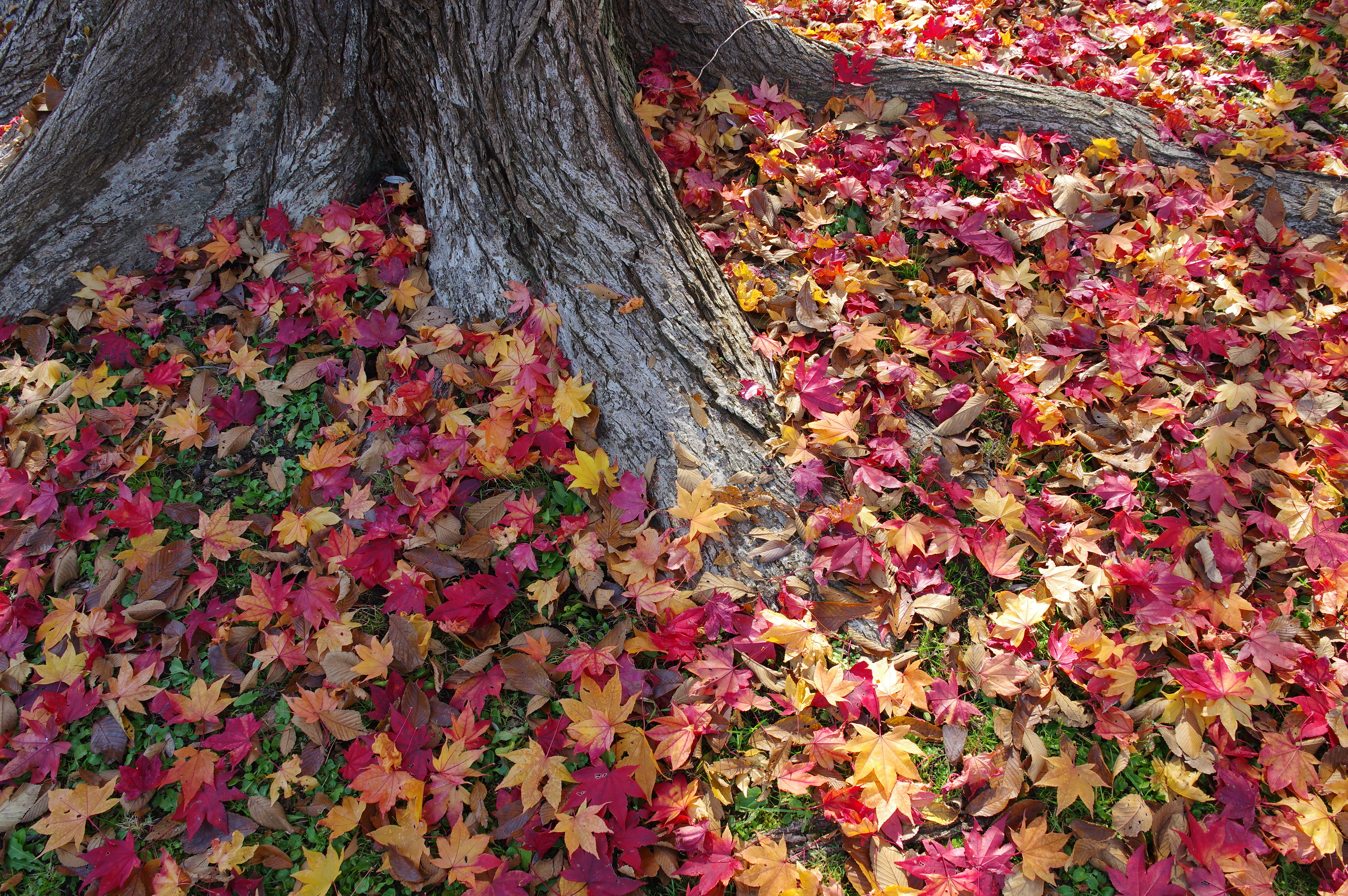 Standard Lenses Ricoh Pentax