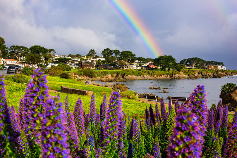 rainbow purple flower_INSTA.jpg