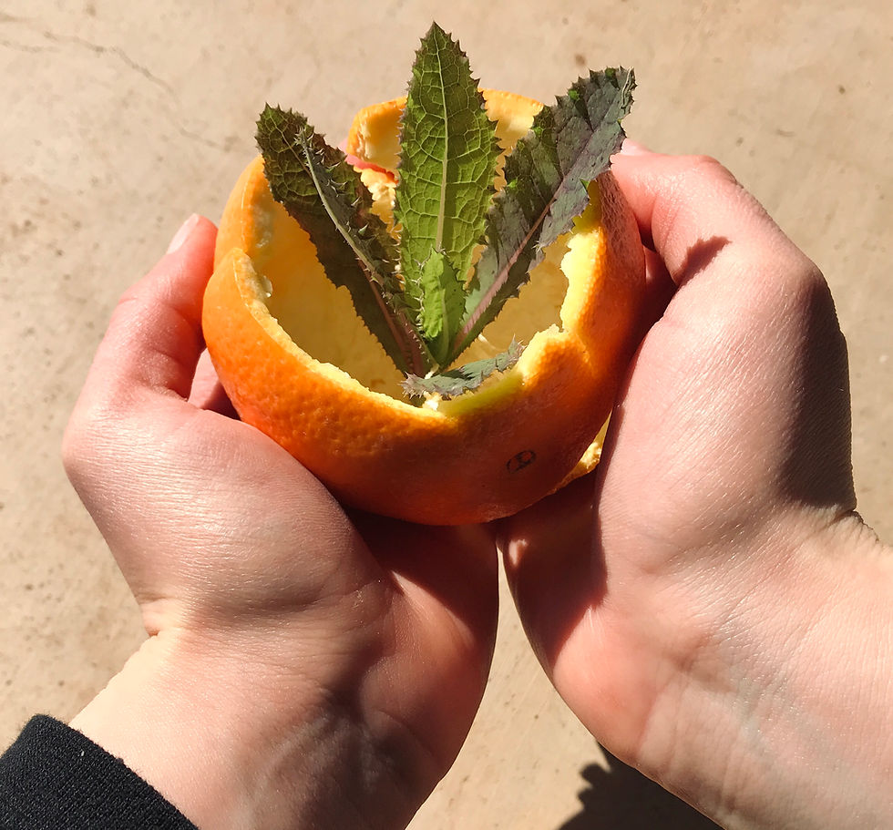 Tangy, Existential Orange Plant Recipe