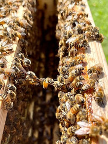bridging bees_edited.jpg