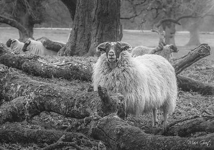 IMG_1396-2 2 sheep fr fb (Copy)_edited.j