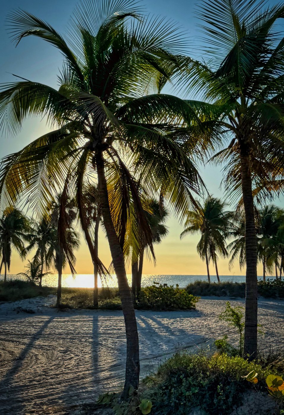 Tropical Shadows Palms casting long shadows across sand toward a bright ocean horizon.