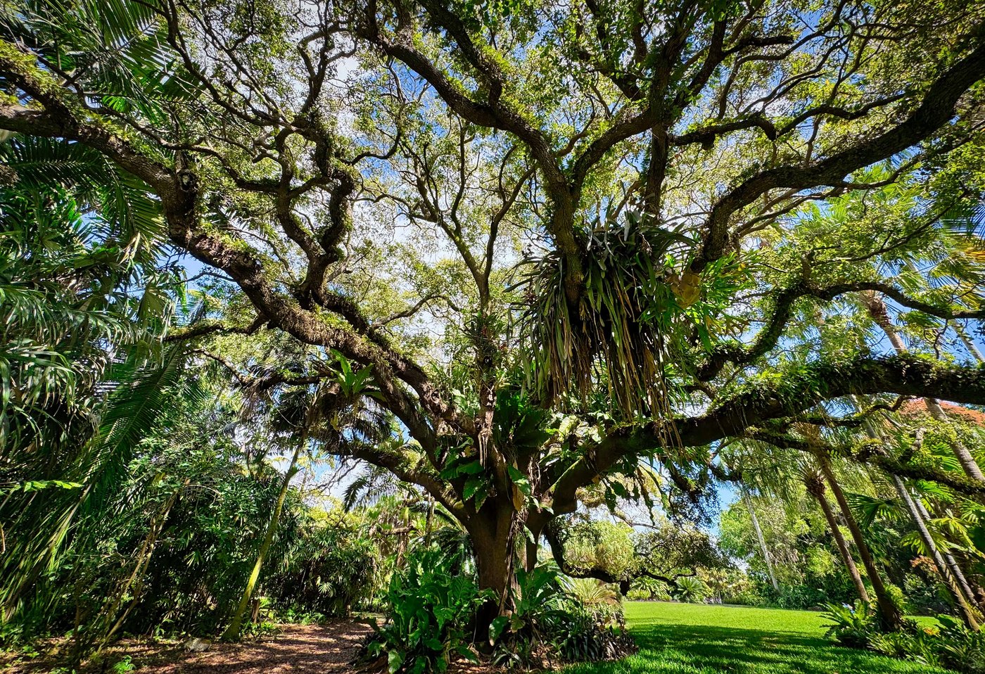 Branches Without a Straight Line Large spreading tree with twisting branches and sunlight through its canopy.