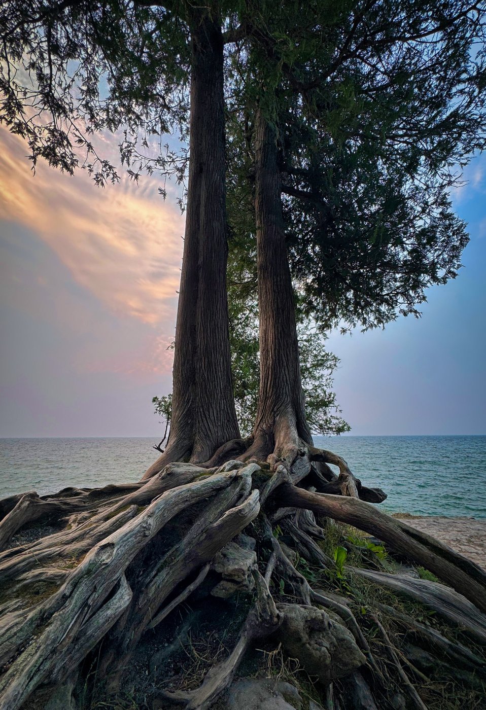 Roots at the Waterline Exposed tree roots and tall trunks beside open water and pastel clouds.