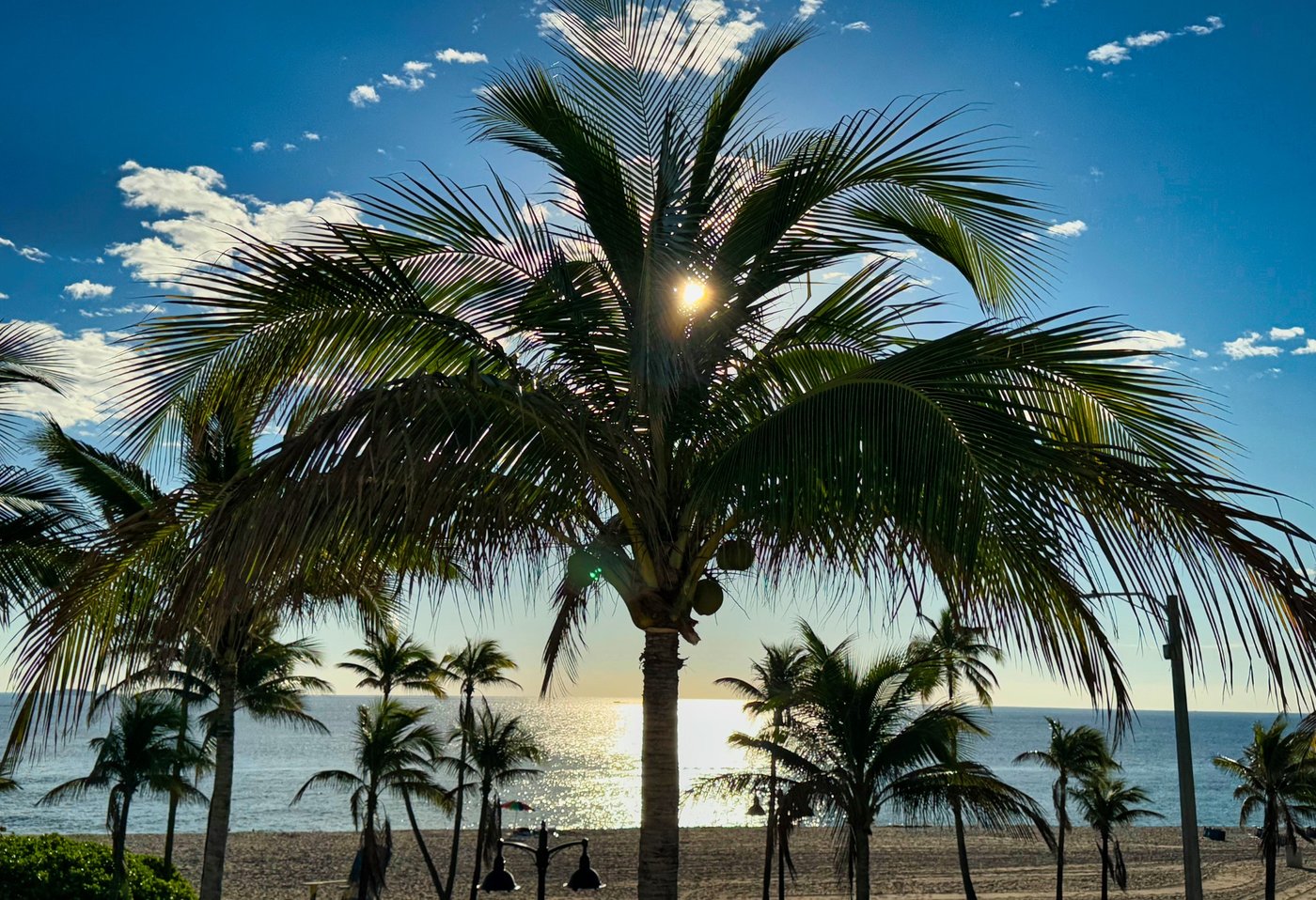 Tropical Dawn Sunlight shining through a large palm above the beach and sea.