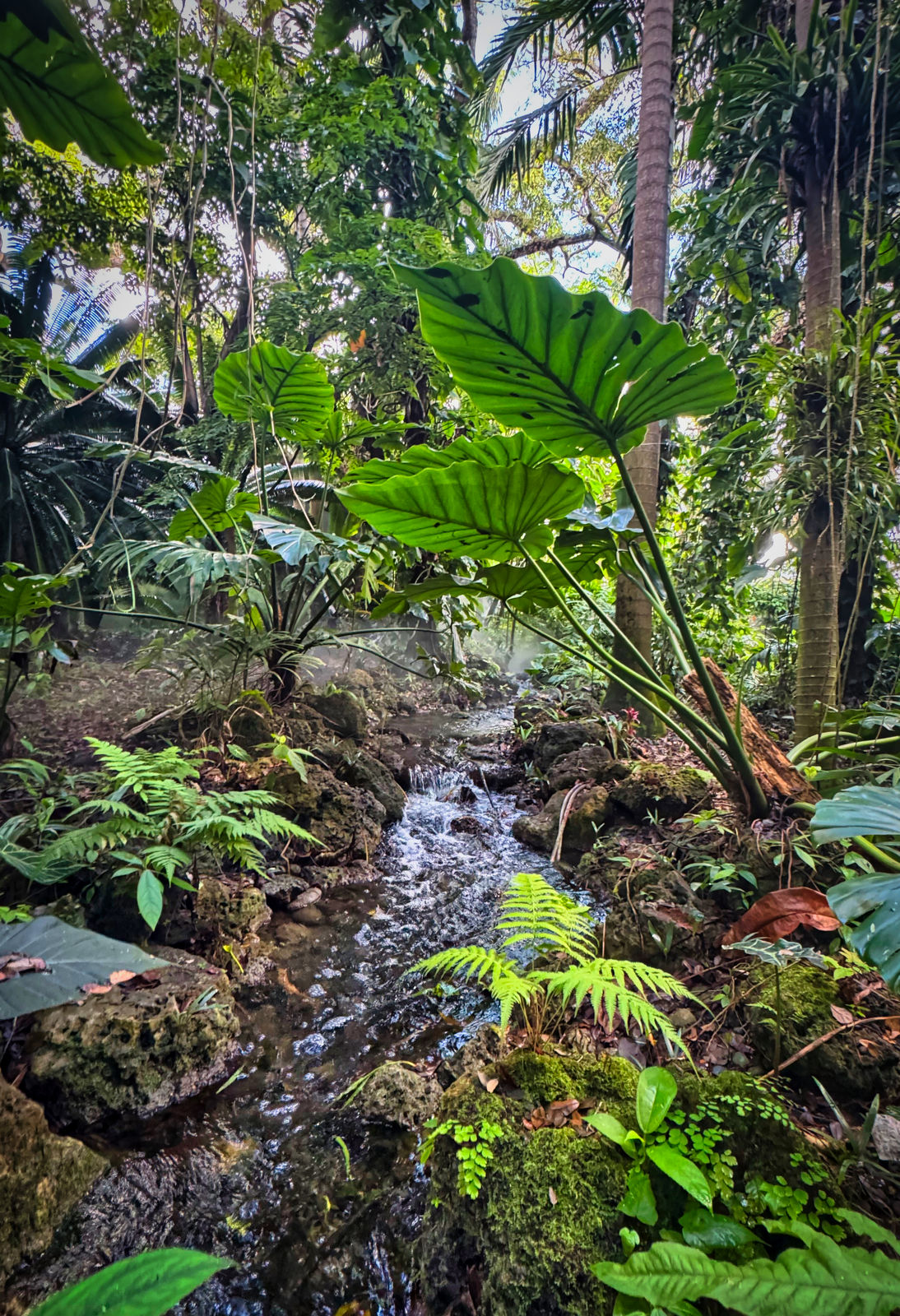 Rocky stream flowing through dense tropical leaves and ferns.