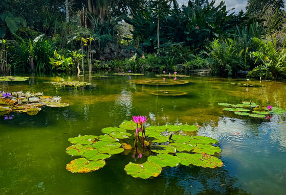 Pink water lily among round lily pads in a lush green pond.