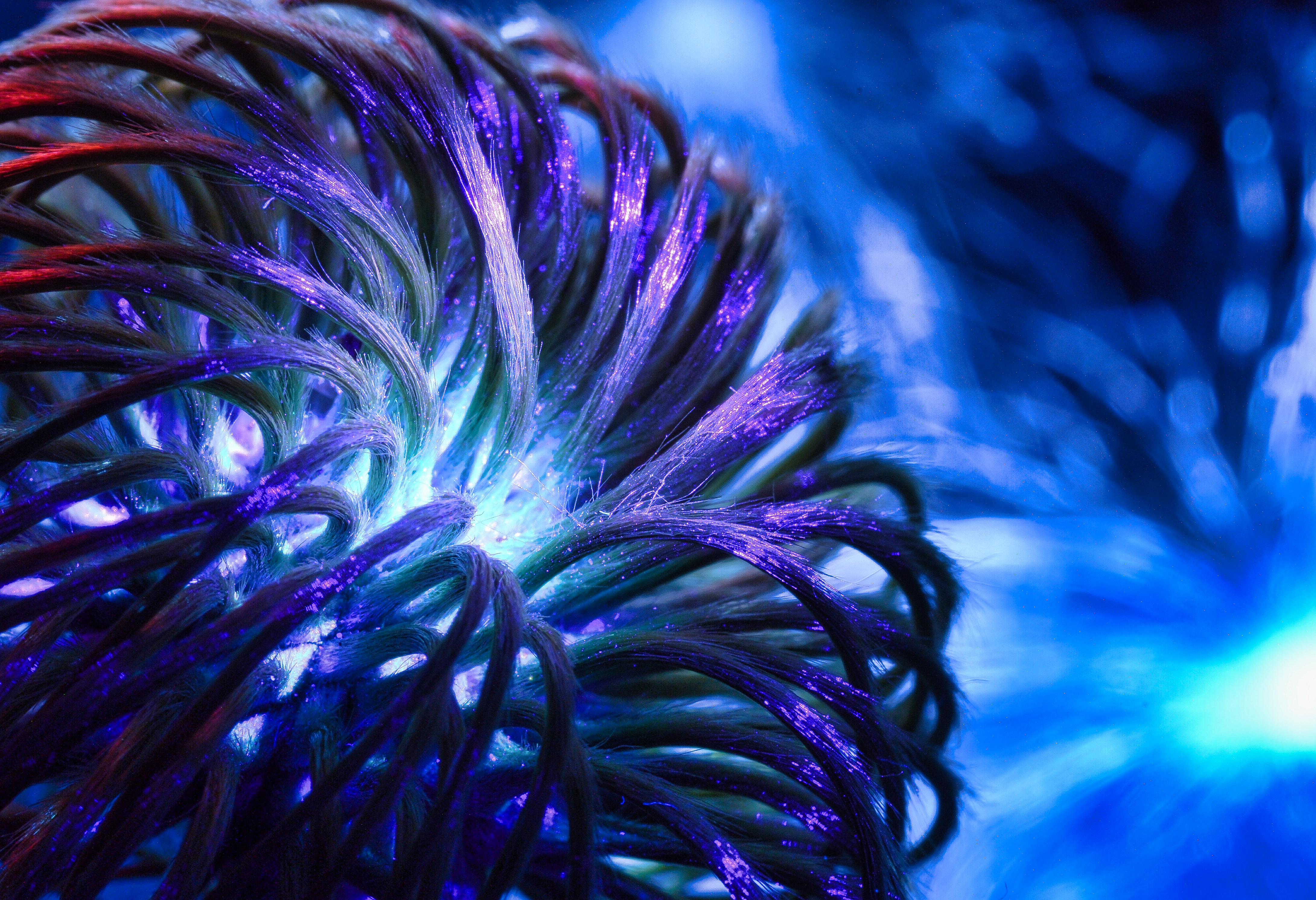 Experimental Abstractions — 895D2BA0 Curled strands forming a blue and violet radial fan.