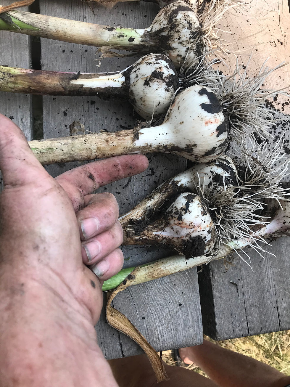 Thumbnail: MUSIC GARLIC, Chef's choice