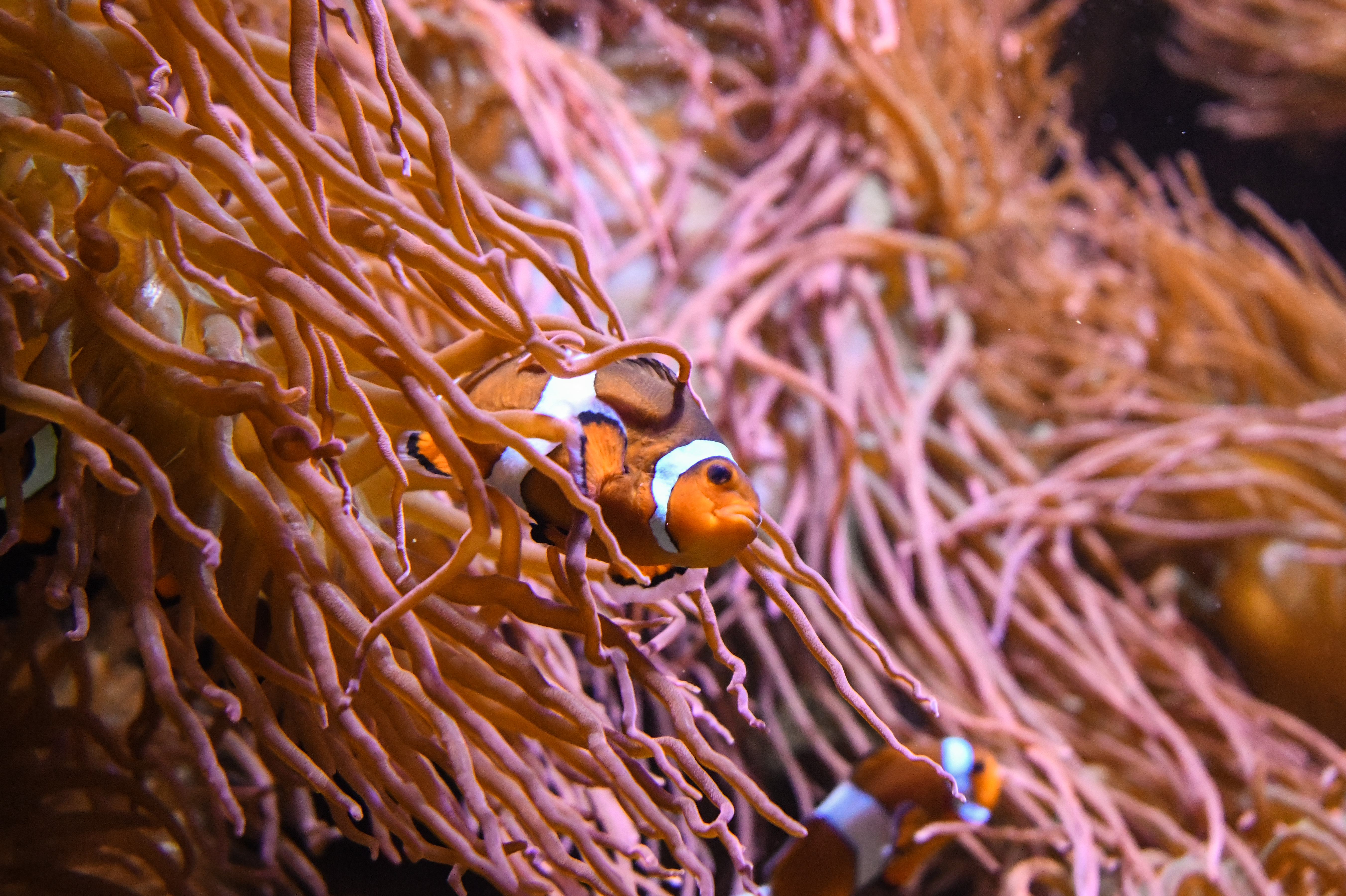 yvraqua nowm (12 of 66).jpg