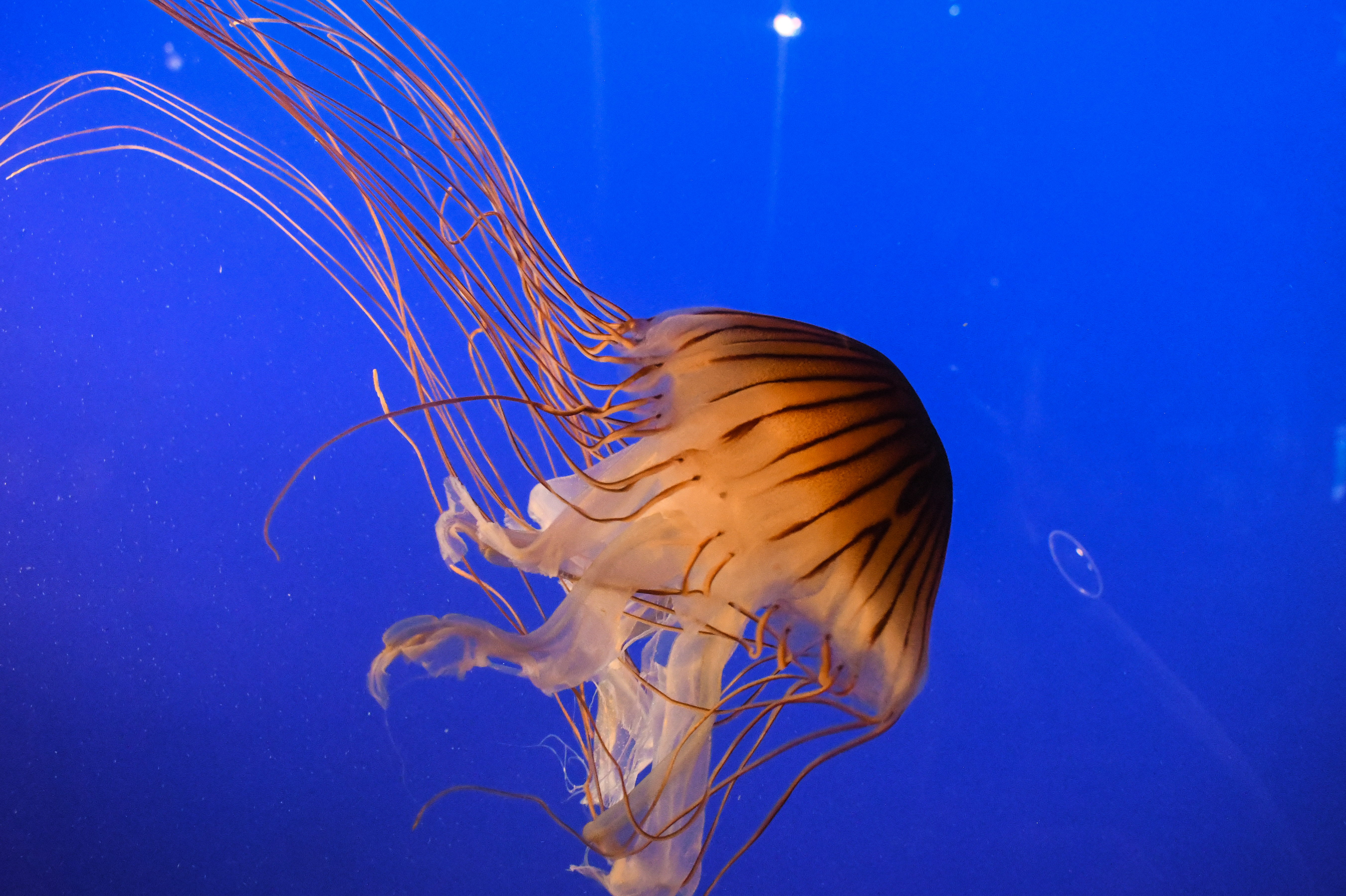 yvraqua nowm (39 of 66).jpg