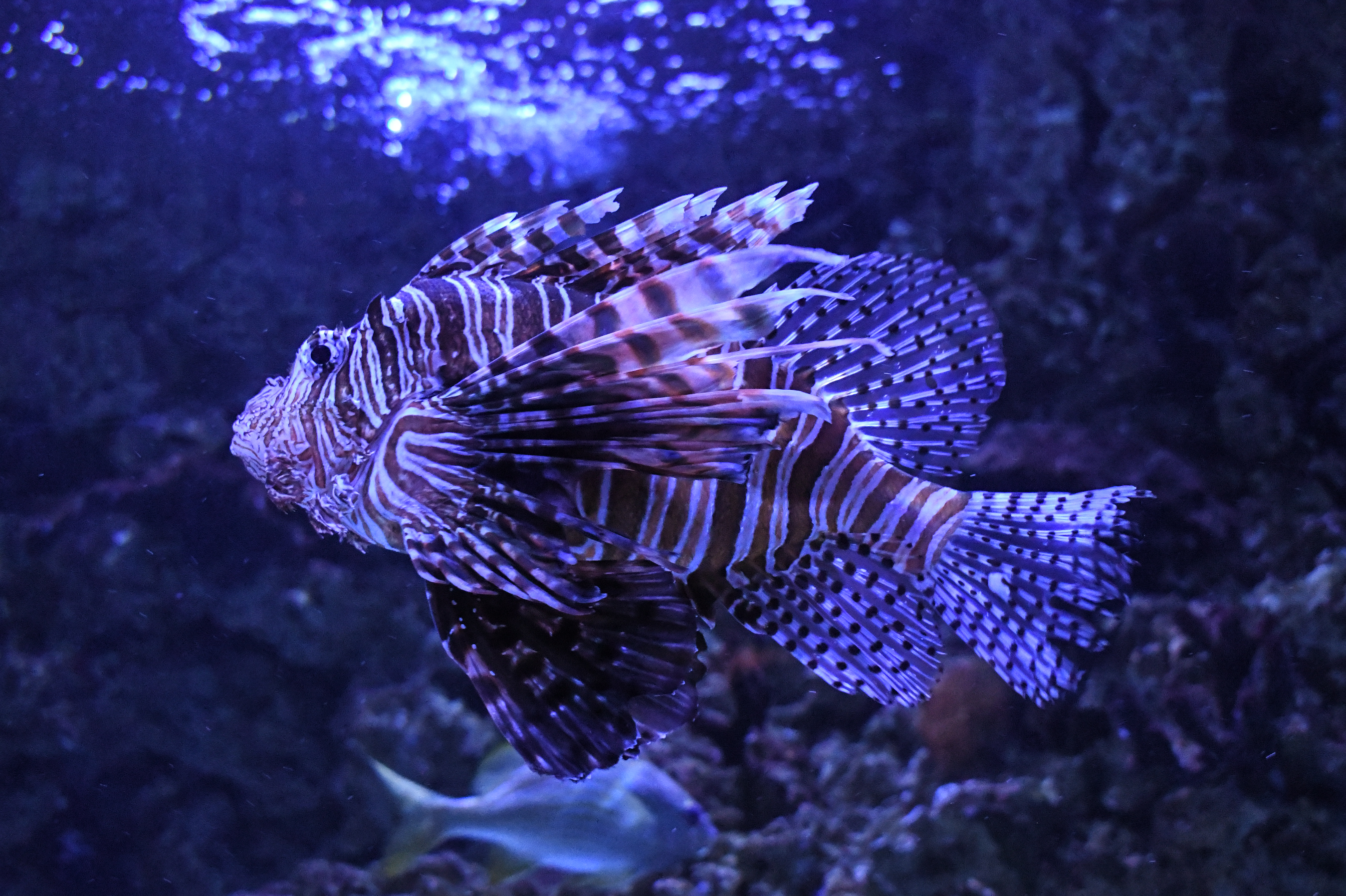 yvraqua nowm (15 of 66).jpg