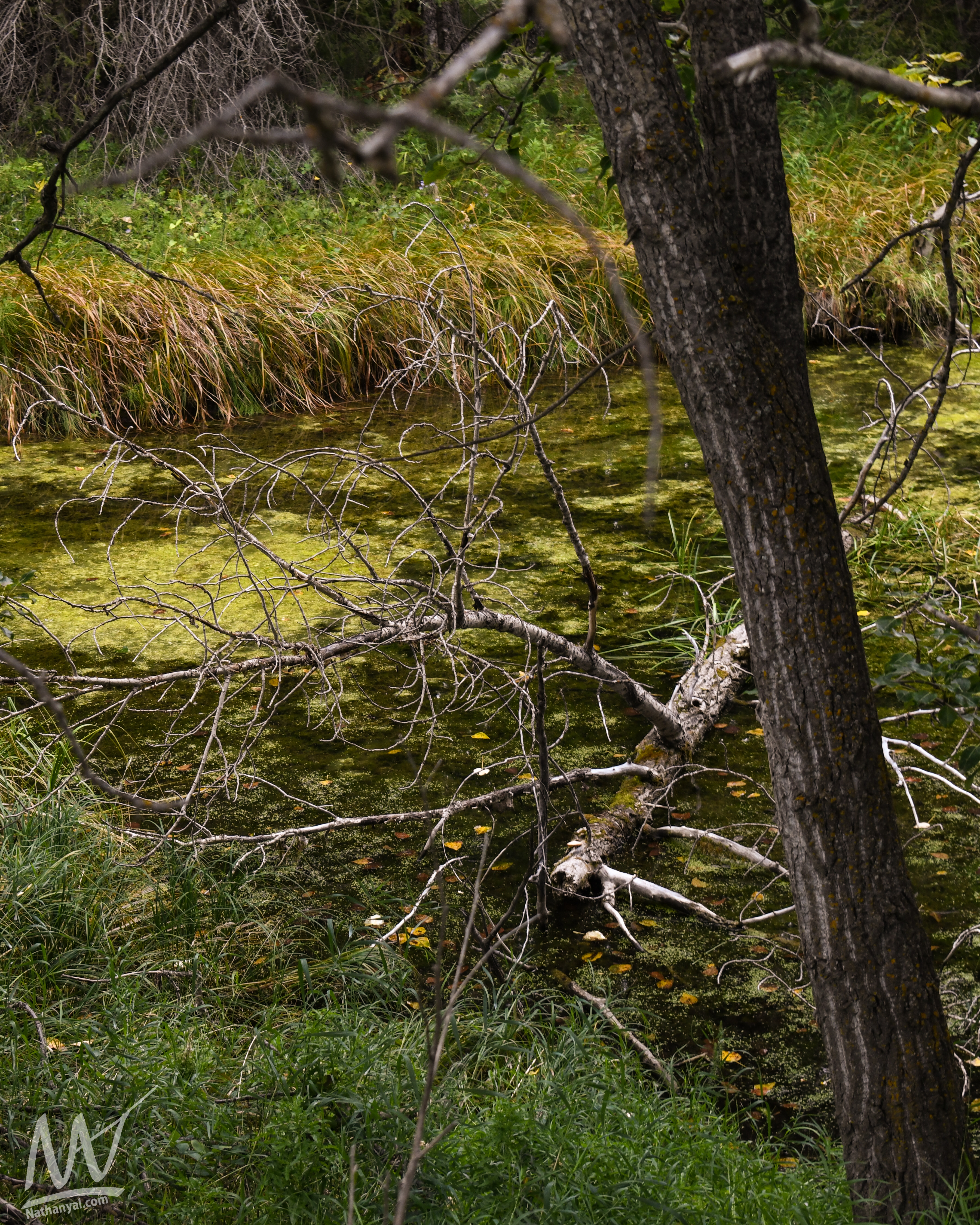 fishcreek (19 of 57).jpg