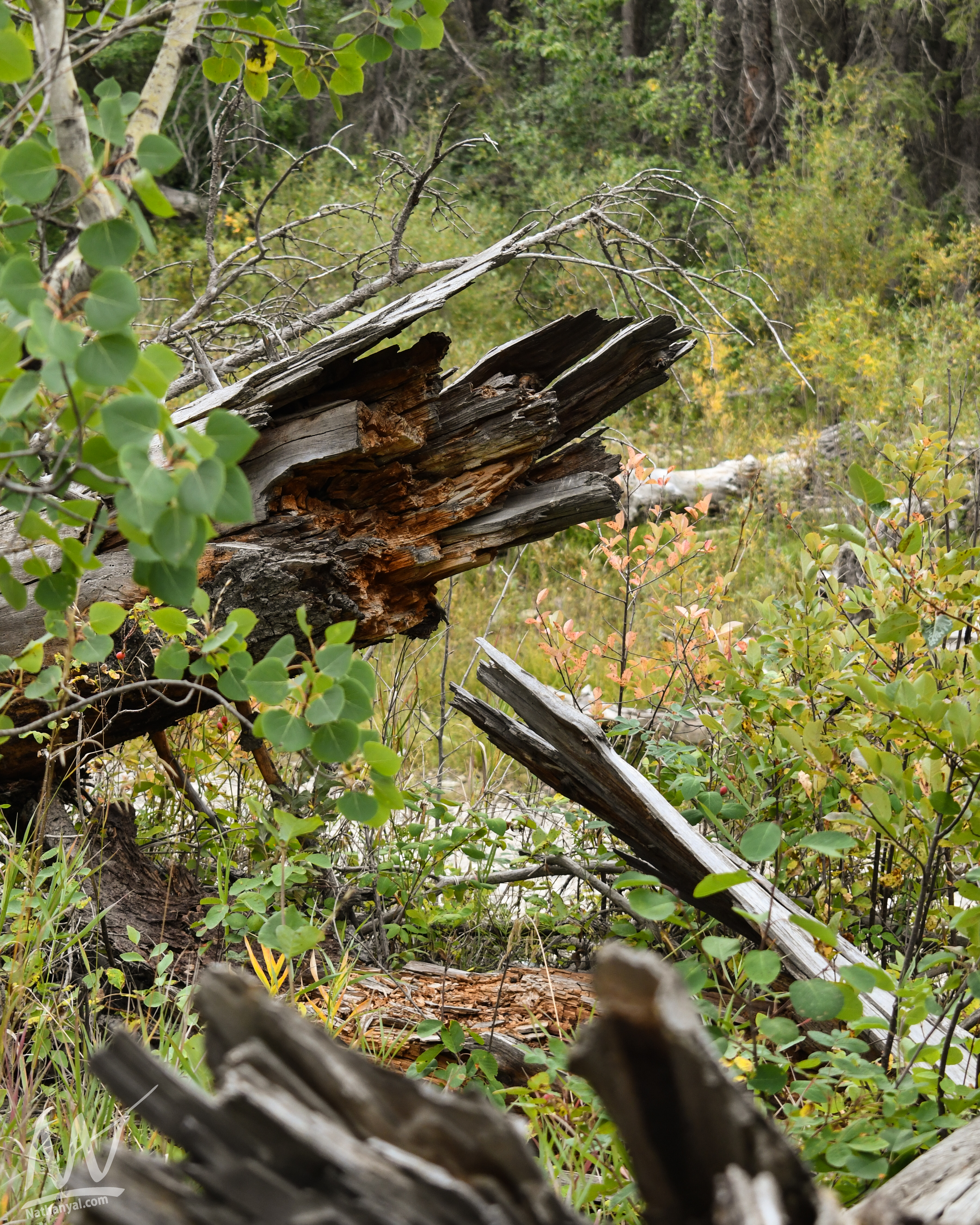 fishcreek (25 of 57).jpg