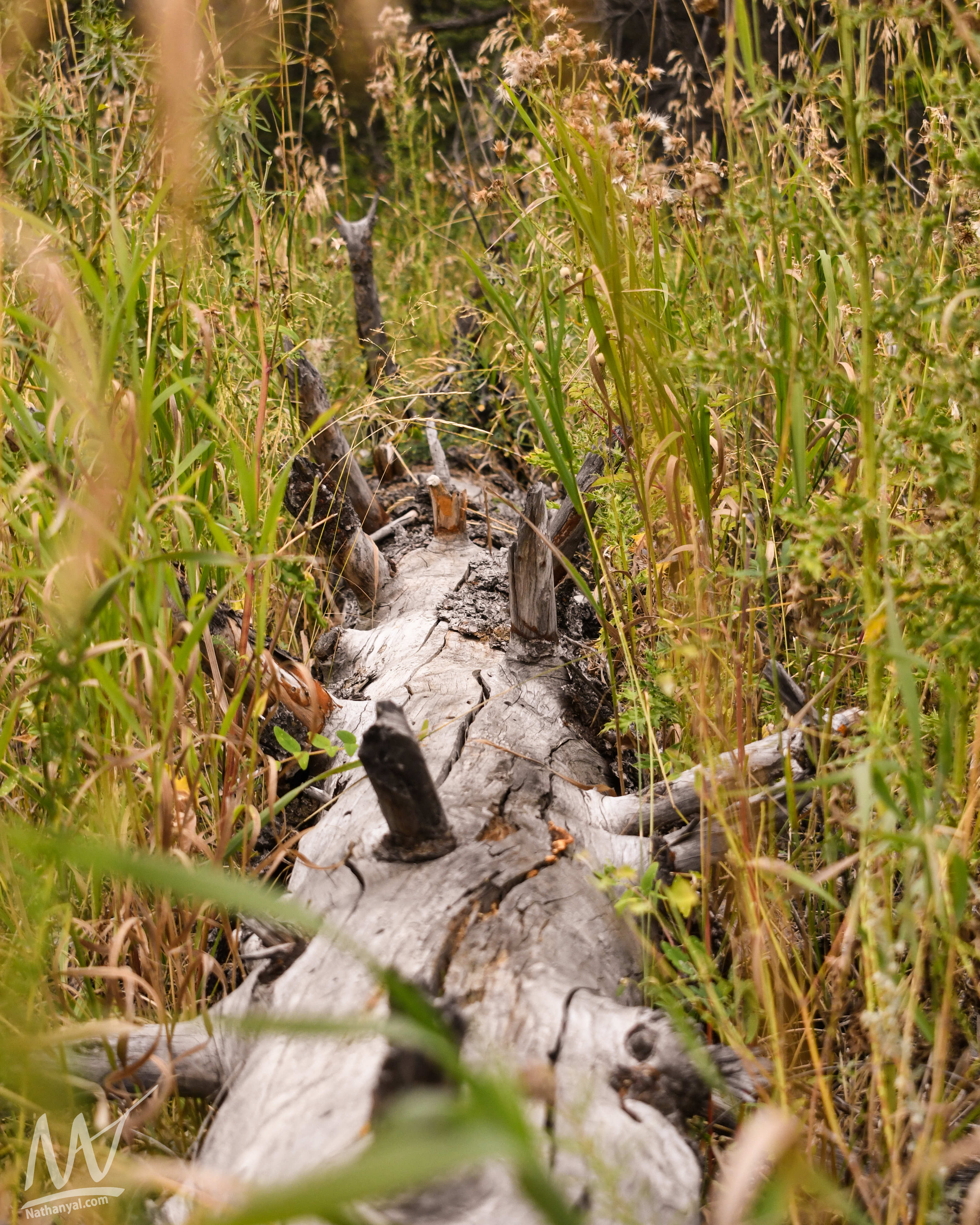 fishcreek (40 of 57).jpg