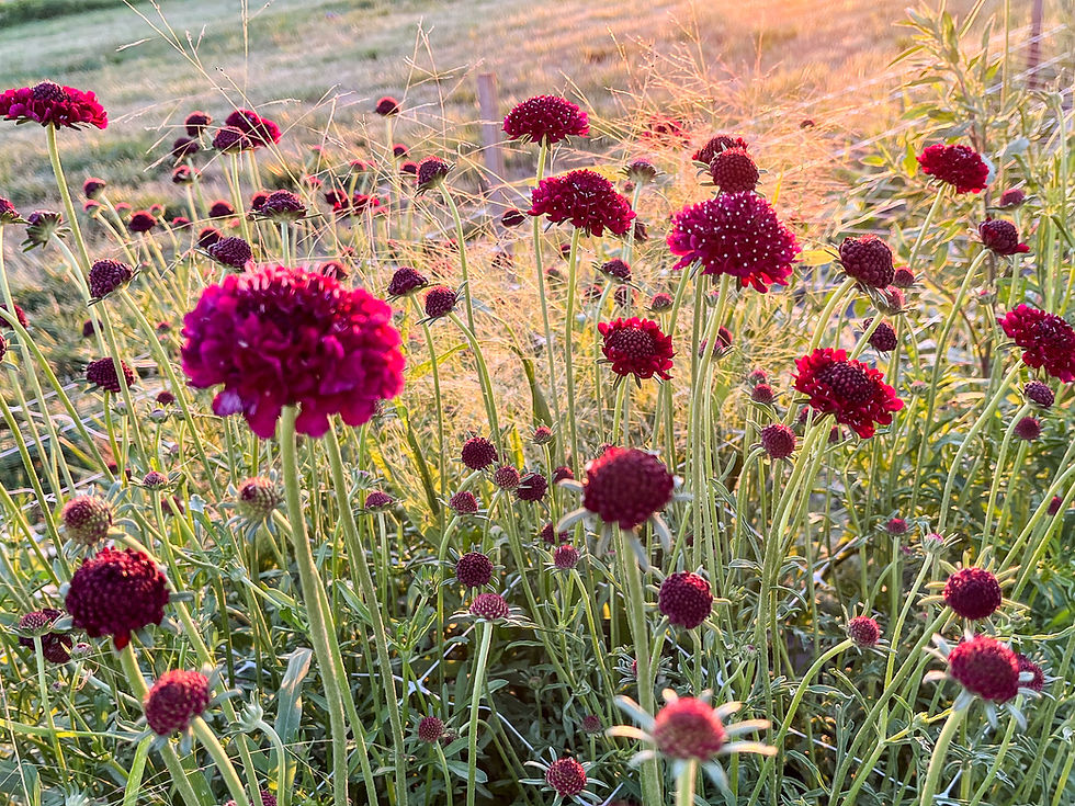 Simply Picked: Farm Life, Family and Sharing Some of Our Favorites!