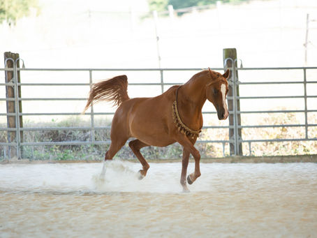 Une journée au Haras d'Armani