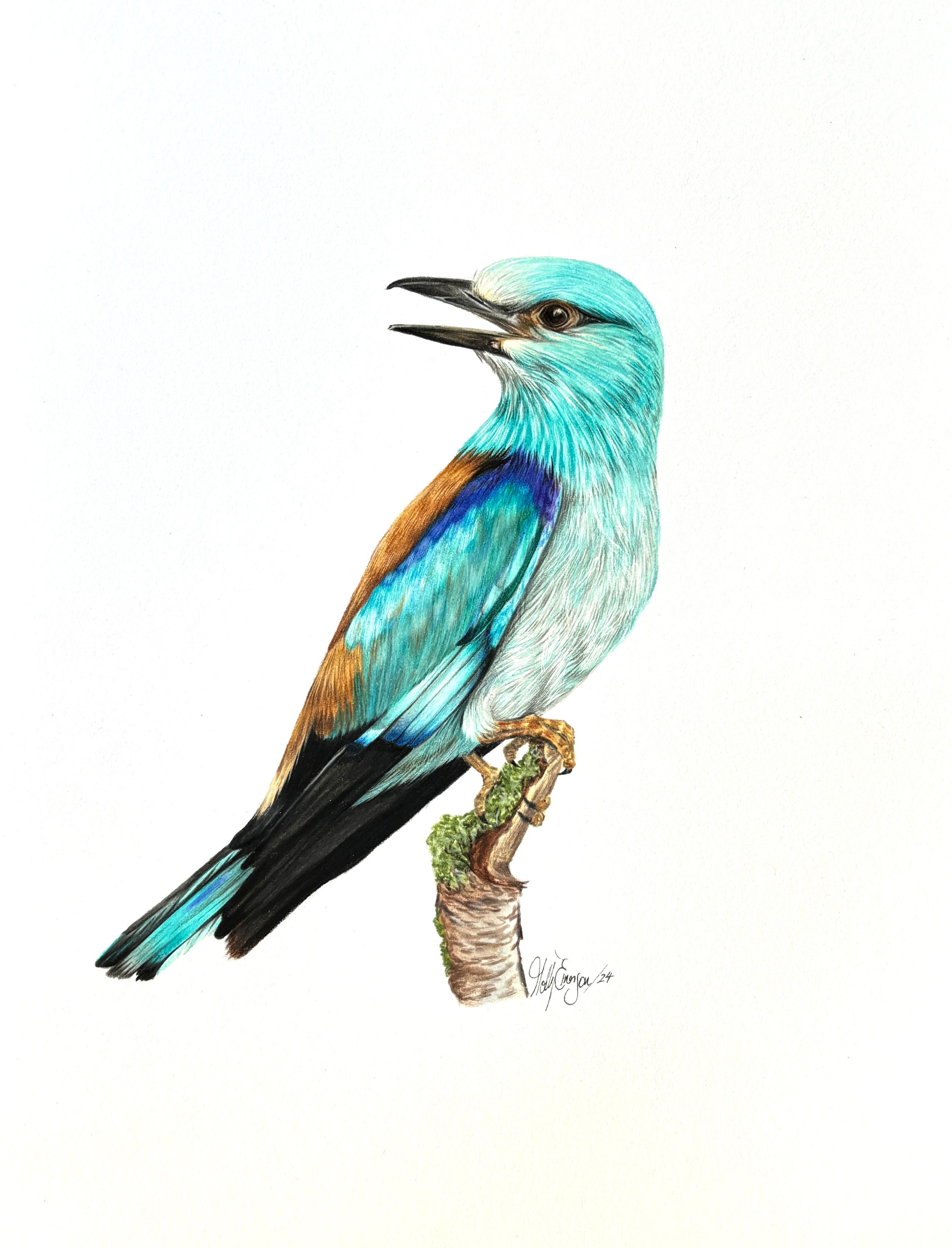 Eurasian Roller
