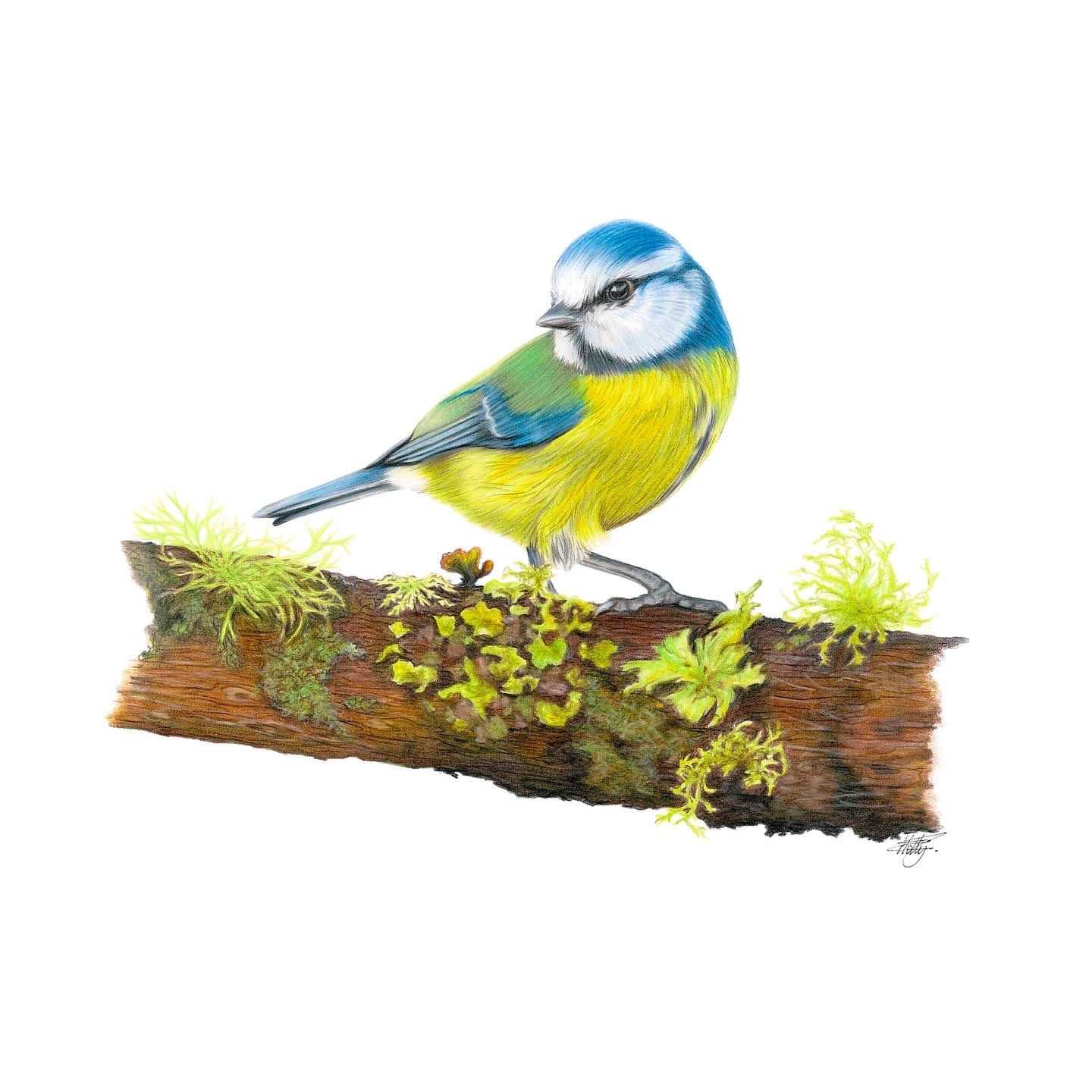 The Blue Tit Giclee Print