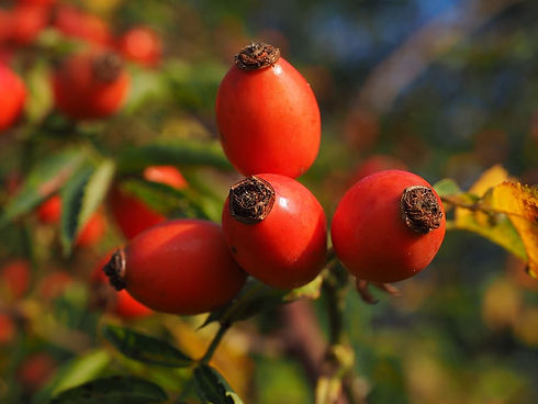 rose-hip-fruit-red-wild-rose.jpg