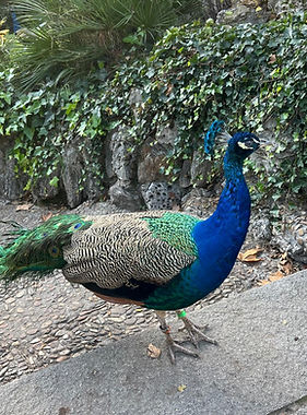 WhatsApp Image 2025-09-15 at 13.20_edite