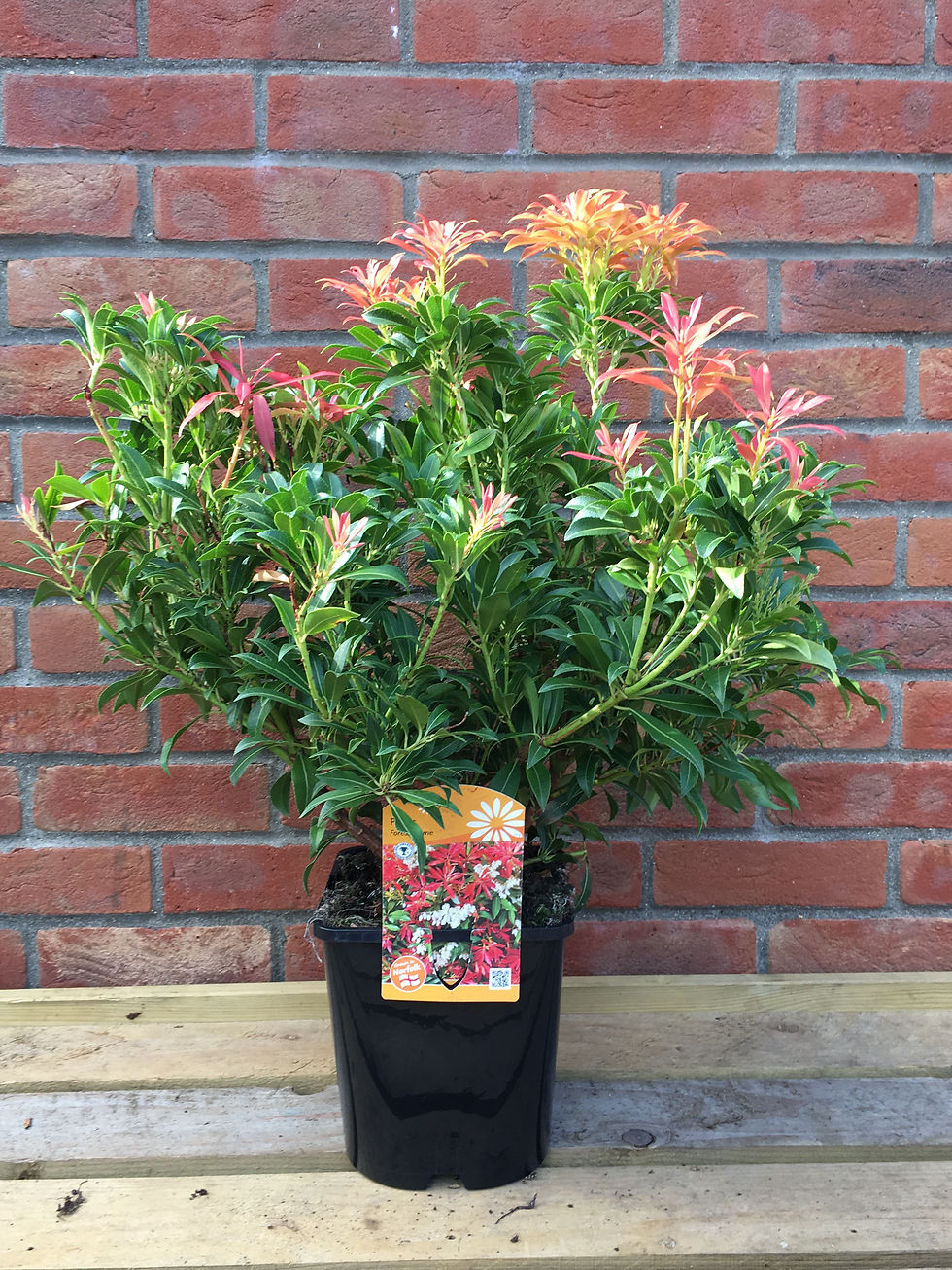 Pieris japonica Forest Flame