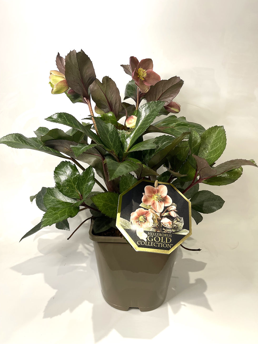 Helleborus Pink Frost 4.5ltr Sept 25