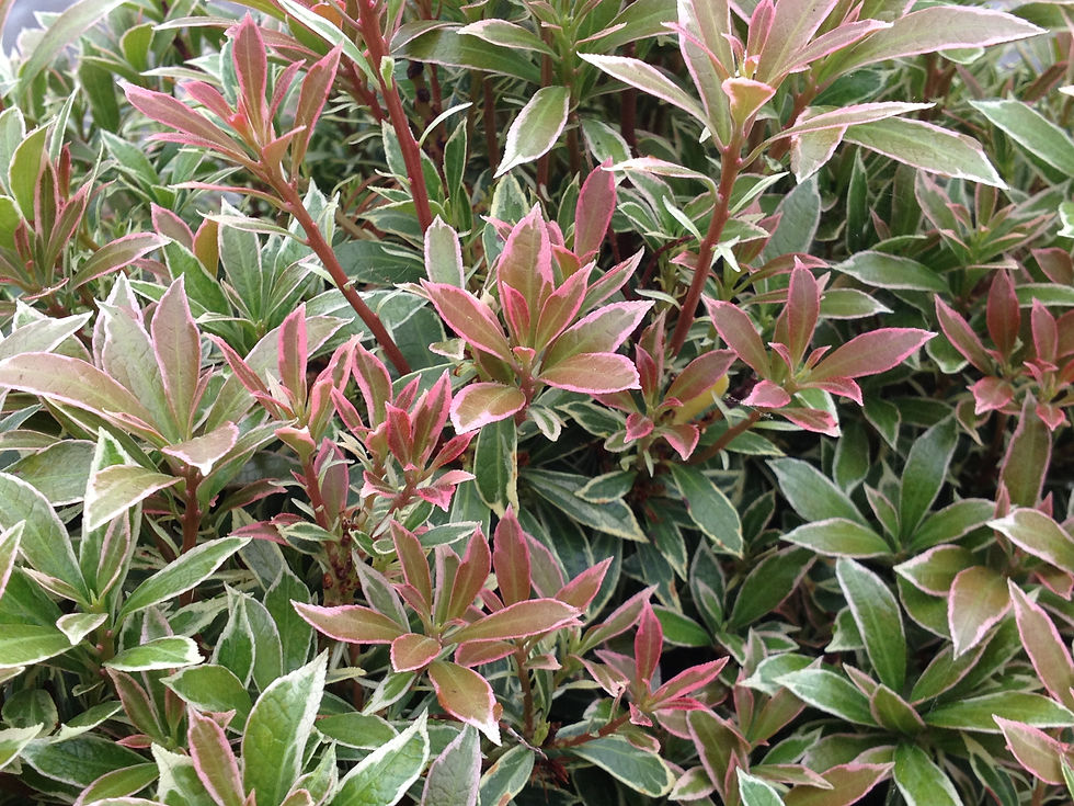 Pieris japonica Little Heath