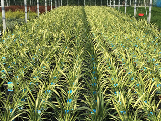 Viking Nurseries Newsletter Week 11