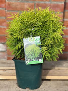 Thuja Golden Globe 4.5ltr.jpeg