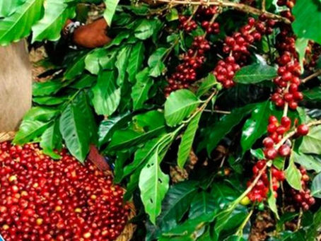 Caficultores esperan incremento de 10 a 12% en la producción del café 2024-2025