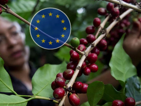 Reina destacó como positivo la postergación del Reglamento contra la Deforestación