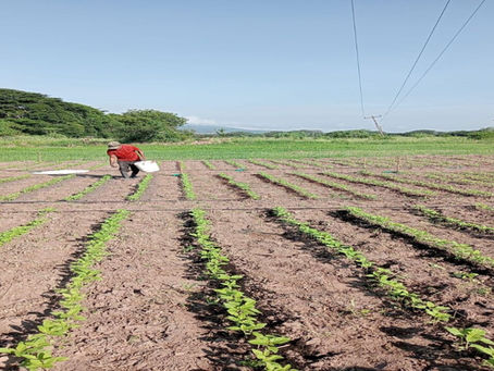 El ajonjolí alternativa para los productores del corredor seco